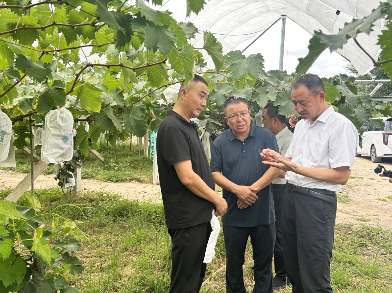 我院加工所专家赴天水麦积开展“三区”科技培训助力葡萄产业提质增效